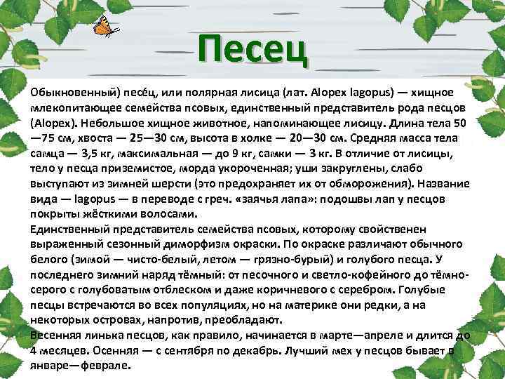 Песец Обыкновенный) песе ц, или полярная лисица (лат. Alopex lagopus) — хищное млекопитающее семейства