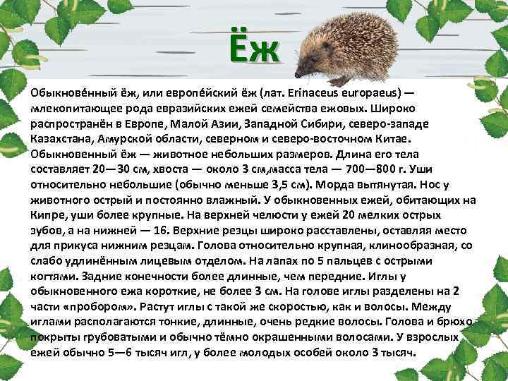 Ёж Обыкнове нный ёж, или европе йский ёж (лат. Erinaceus europaeus) — млекопитающее рода