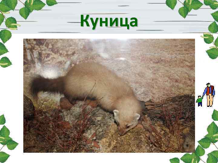 Куница 