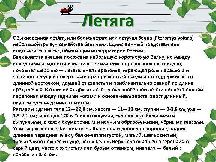 Летяга Обыкновенная летя га, или белка-летяга или летучая белка (Pteromys volans) — небольшой грызун