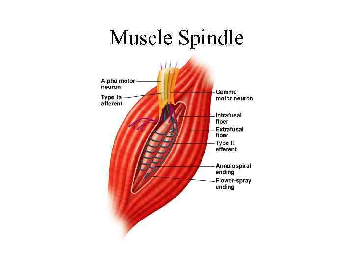 Muscle Spindle 