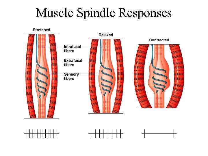 Muscle Spindle Responses 