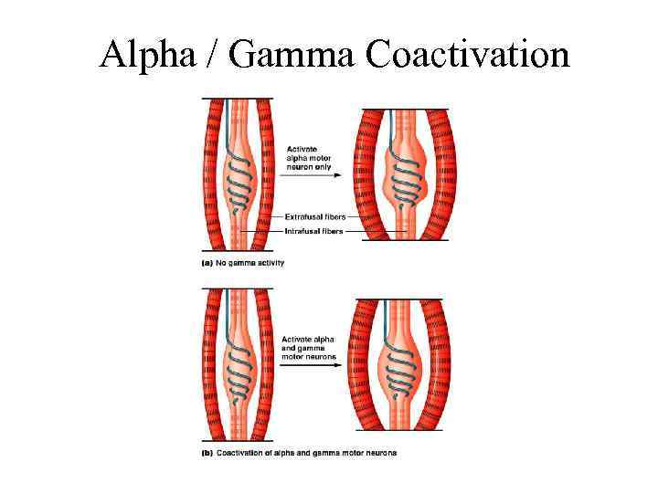 Alpha / Gamma Coactivation 