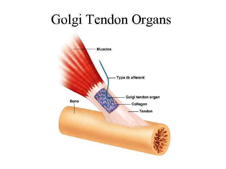 Golgi Tendon Organs 