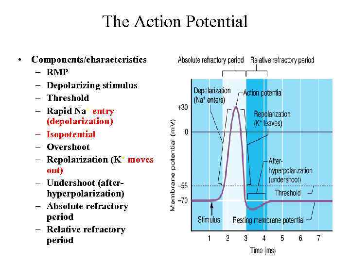 The Action Potential • Components/characteristics – RMP – Depolarizing stimulus – Threshold – Rapid