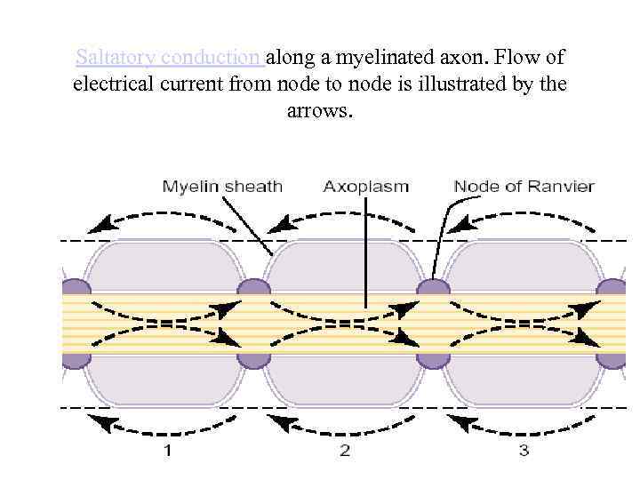 Saltatory conduction along a myelinated axon. Flow of electrical current from node to node