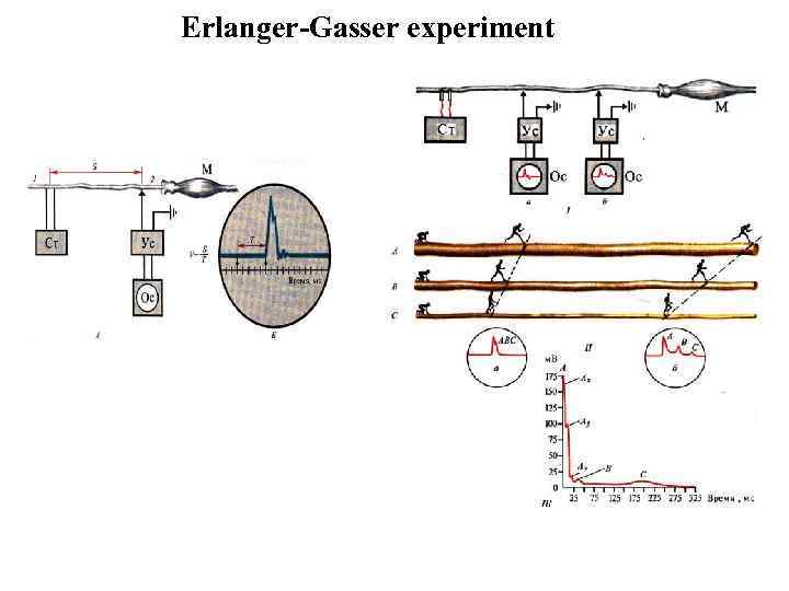 Erlanger-Gasser experiment 