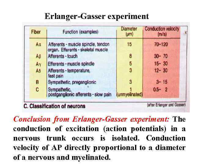 Erlanger-Gasser experiment Conclusion from Erlanger-Gasser experiment: The conduction of excitation (action potentials) in a