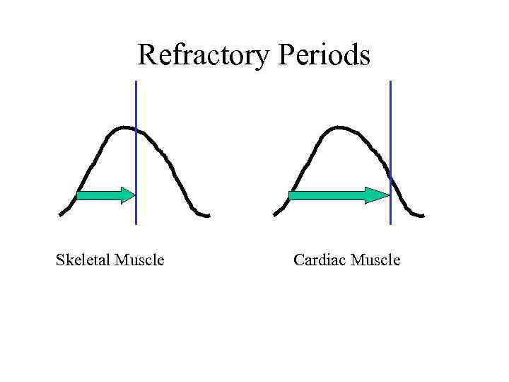 Refractory Periods Skeletal Muscle Cardiac Muscle 