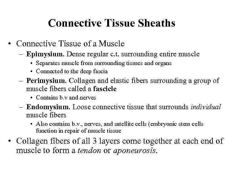 Connective Tissue Sheaths • Connective Tissue of a Muscle – Epimysium. Dense regular c.