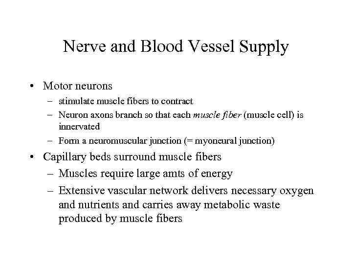 Nerve and Blood Vessel Supply • Motor neurons – stimulate muscle fibers to contract