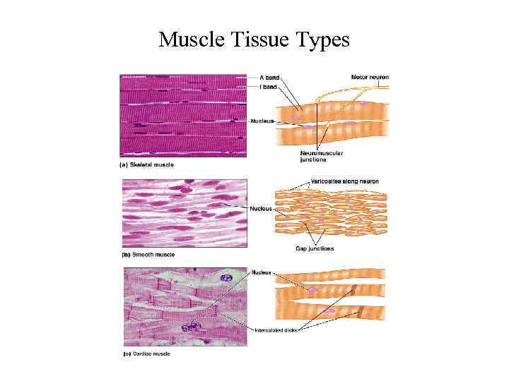 Muscle Tissue Types 