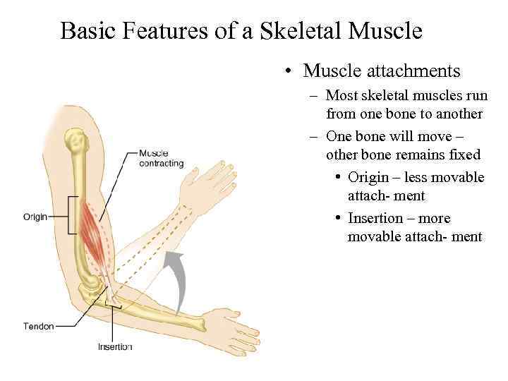 Basic Features of a Skeletal Muscle • Muscle attachments – Most skeletal muscles run