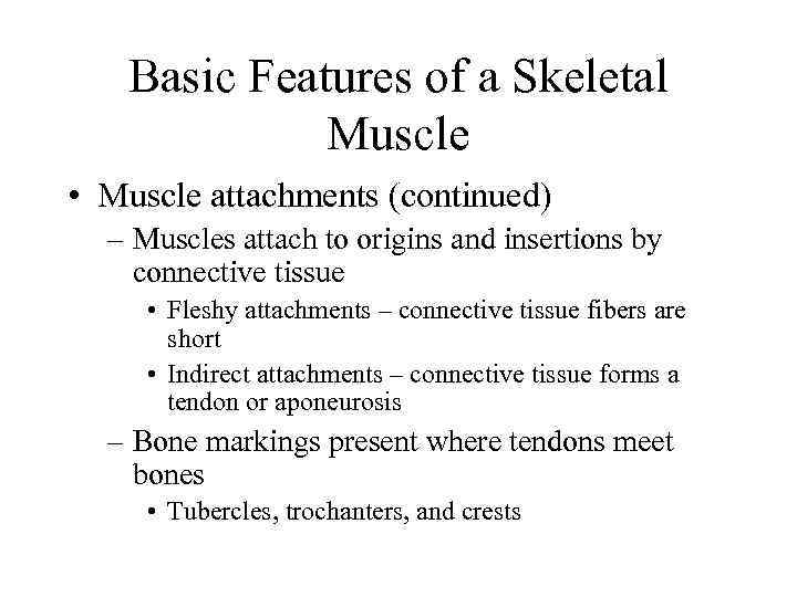 Basic Features of a Skeletal Muscle • Muscle attachments (continued) – Muscles attach to