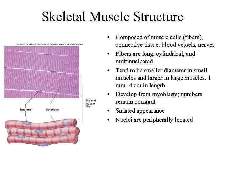 Skeletal Muscle Structure • Composed of muscle cells (fibers), connective tissue, blood vessels, nerves