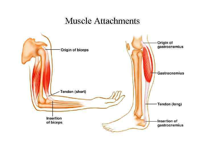 Muscle Attachments 