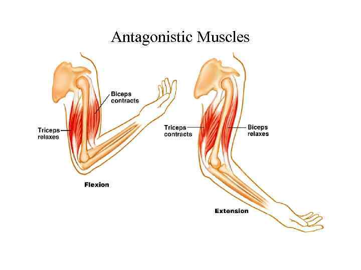 Antagonistic Muscles 