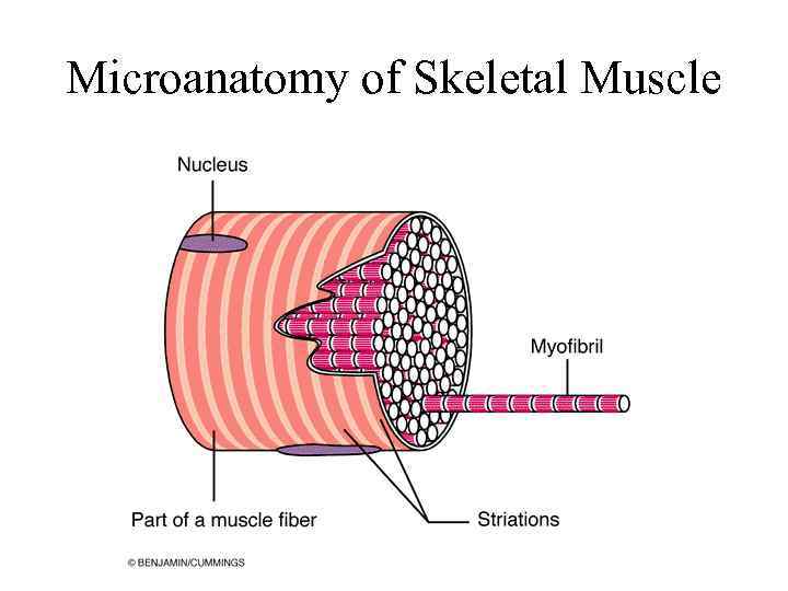 Microanatomy of Skeletal Muscle 