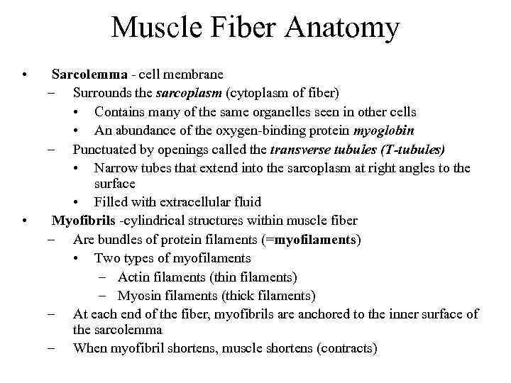 Muscle Fiber Anatomy • • Sarcolemma - cell membrane – Surrounds the sarcoplasm (cytoplasm