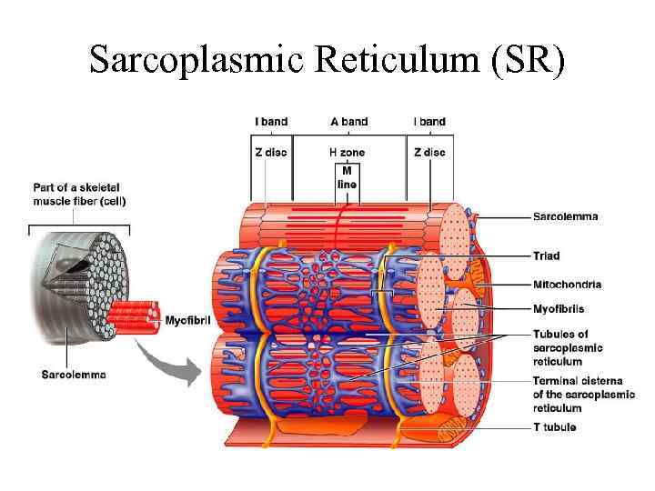 Sarcoplasmic Reticulum (SR) 