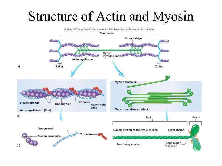 Structure of Actin and Myosin 