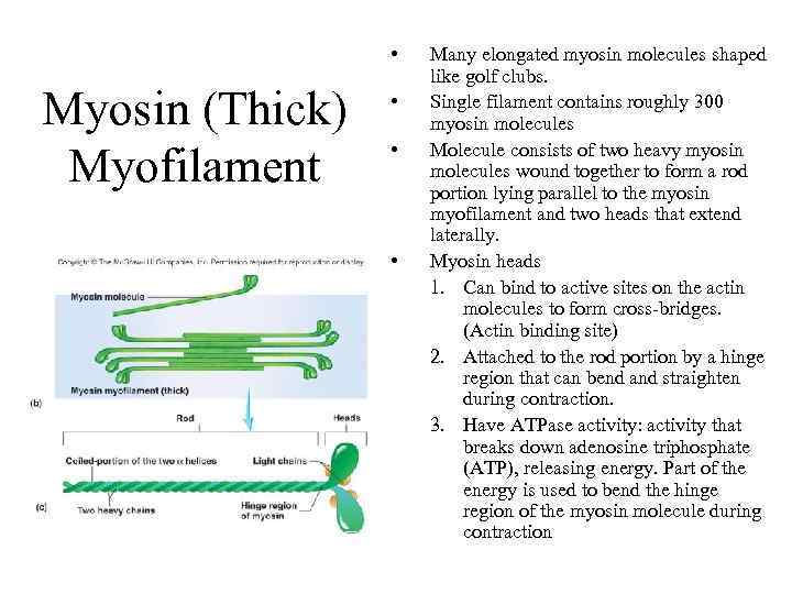  • Myosin (Thick) Myofilament • • • Many elongated myosin molecules shaped like