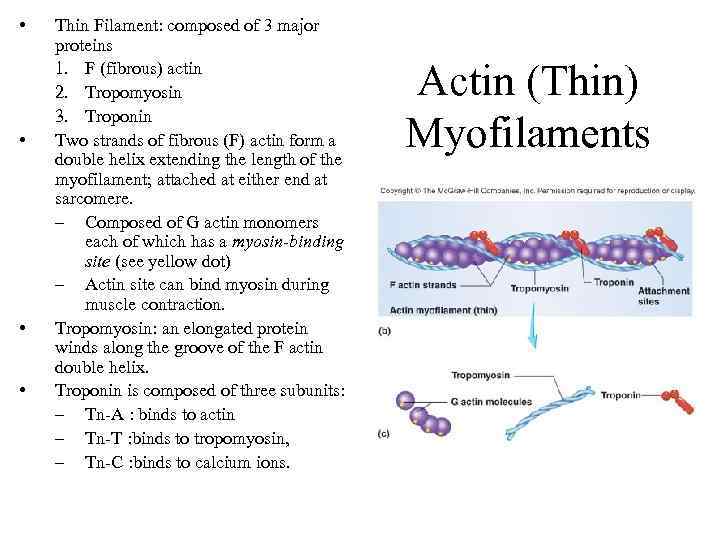  • • Thin Filament: composed of 3 major proteins 1. F (fibrous) actin