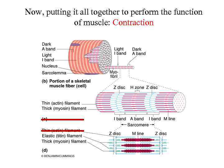 Now, putting it all together to perform the function of muscle: Contraction 