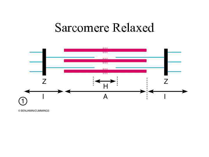 Sarcomere Relaxed 