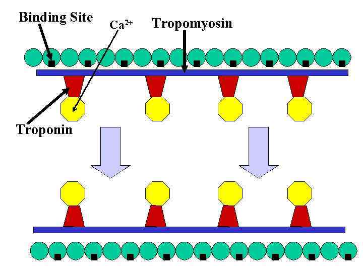 Binding Site Troponin Ca 2+ Tropomyosin 