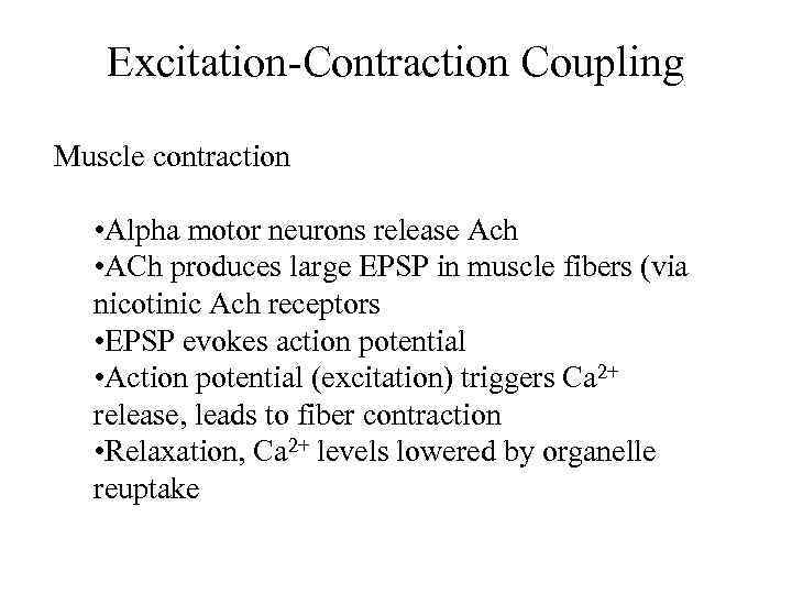 Excitation-Contraction Coupling Muscle contraction • Alpha motor neurons release Ach • ACh produces large