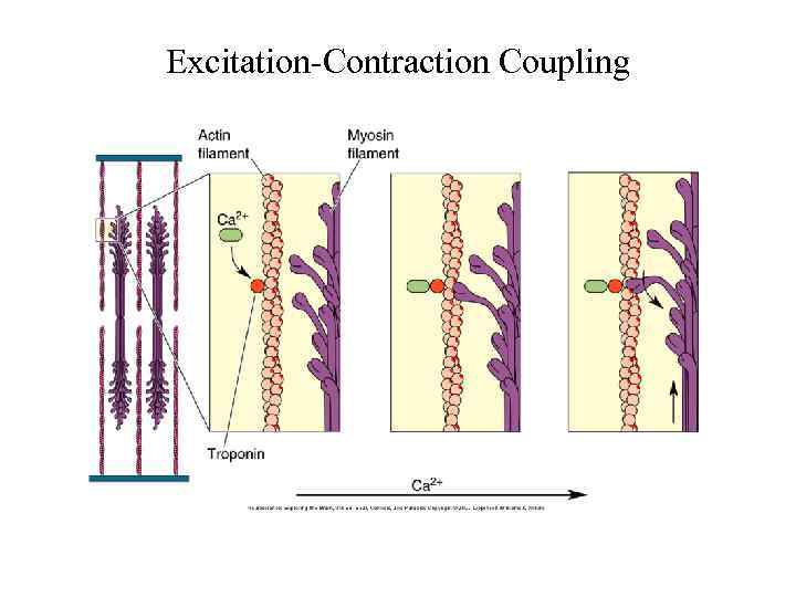Excitation-Contraction Coupling 