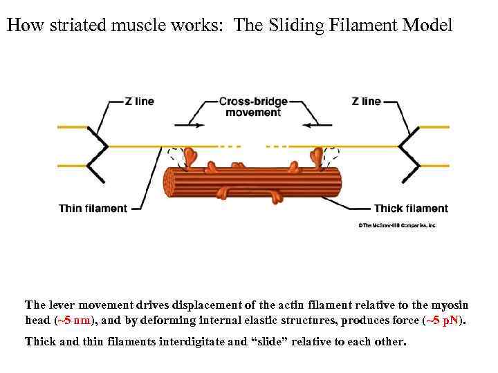 How striated muscle works: The Sliding Filament Model The lever movement drives displacement of