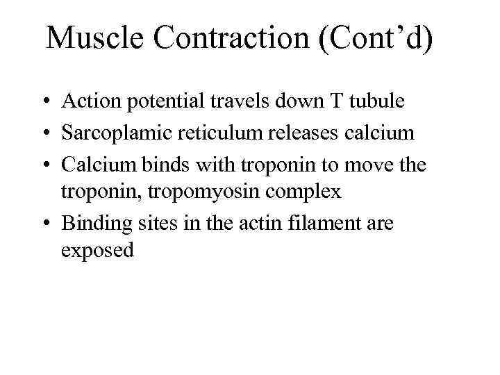 Muscle Contraction (Cont’d) • Action potential travels down T tubule • Sarcoplamic reticulum releases