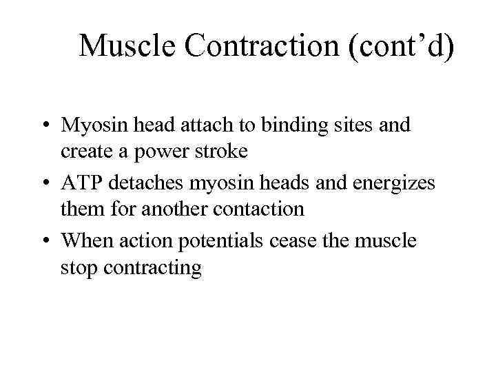 Muscle Contraction (cont’d) • Myosin head attach to binding sites and create a power