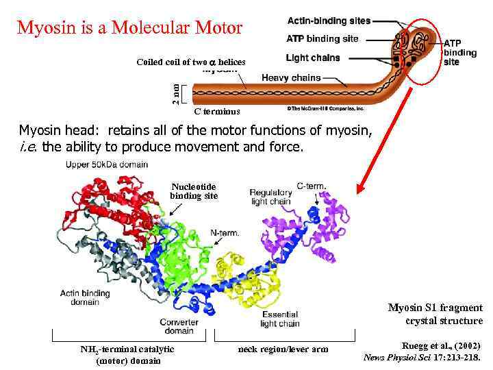Myosin is a Molecular Motor Myosin is a hexamer: 2 myosin heavy chains 4