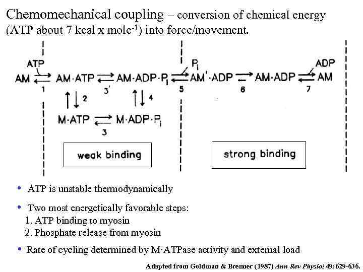 Chemomechanical coupling – conversion of chemical energy (ATP about 7 kcal x mole-1) into