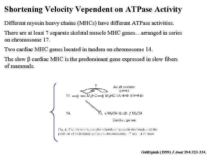 Shortening Velocity Vependent on ATPase Activity Different myosin heavy chains (MHCs) have different ATPase