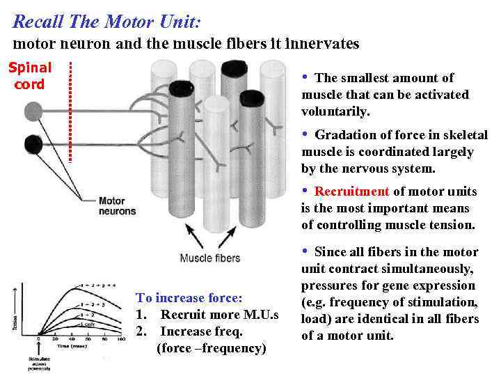 Recall The Motor Unit: motor neuron and the muscle fibers it innervates Spinal cord