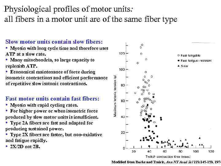 Physiological profiles of motor units: all fibers in a motor unit are of the