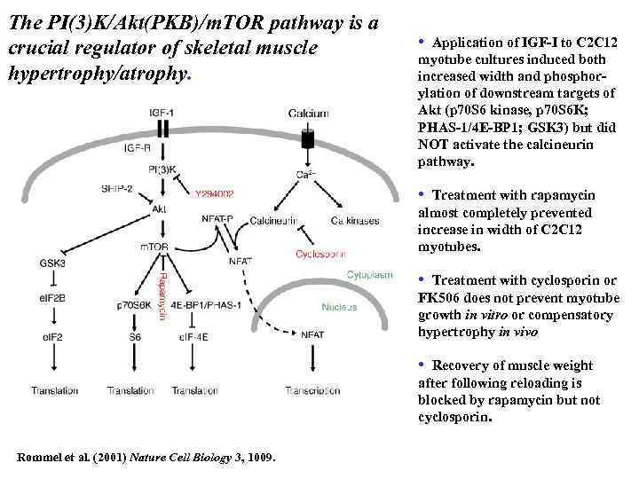 The PI(3)K/Akt(PKB)/m. TOR pathway is a crucial regulator of skeletal muscle hypertrophy/atrophy. • Application
