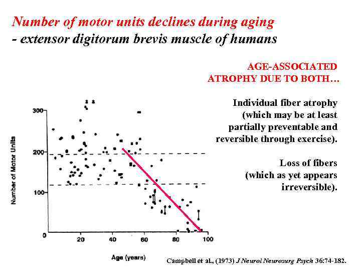 Number of motor units declines during aging - extensor digitorum brevis muscle of humans