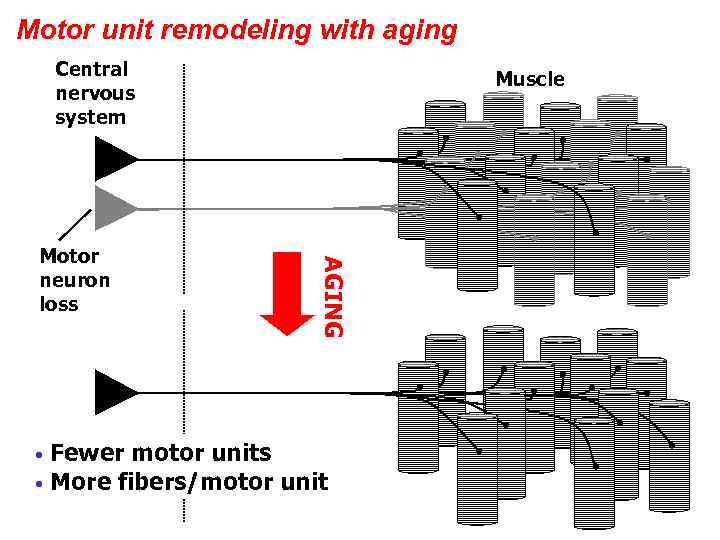 Motor unit remodeling with aging Central nervous system AGING Motor neuron loss Muscle Fewer