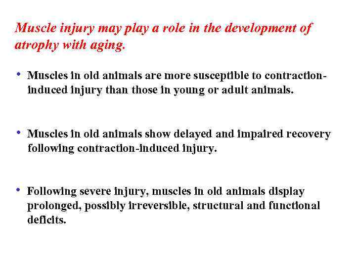 Muscle injury may play a role in the development of atrophy with aging. •