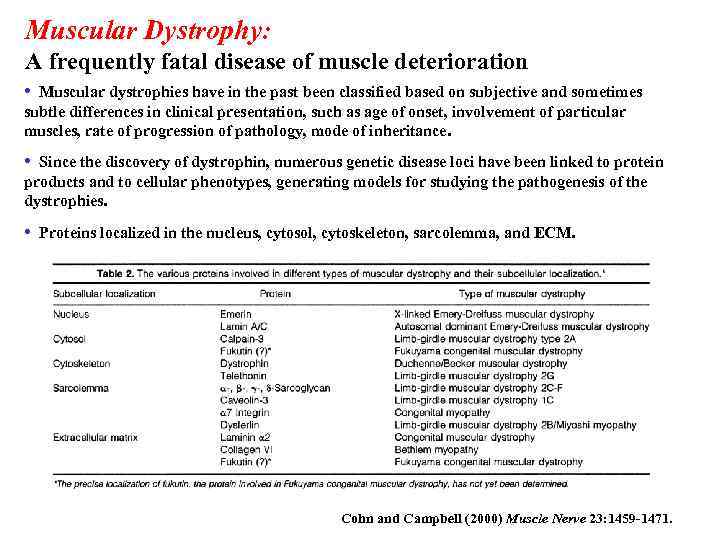 Muscular Dystrophy: A frequently fatal disease of muscle deterioration • Muscular dystrophies have in