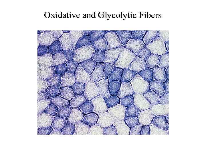 Oxidative and Glycolytic Fibers 