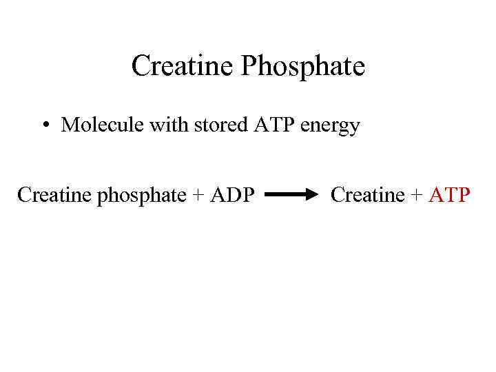 Creatine Phosphate • Molecule with stored ATP energy Creatine phosphate + ADP Creatine +