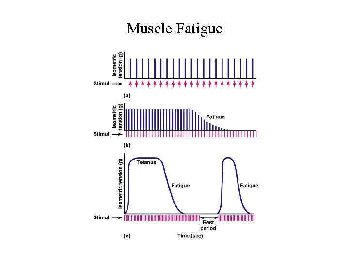 Muscle Fatigue 