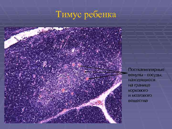 Тимус ребенка Посткапиллярные венулы - сосуды, находящиеся на границе коркового и мозгового вещества 