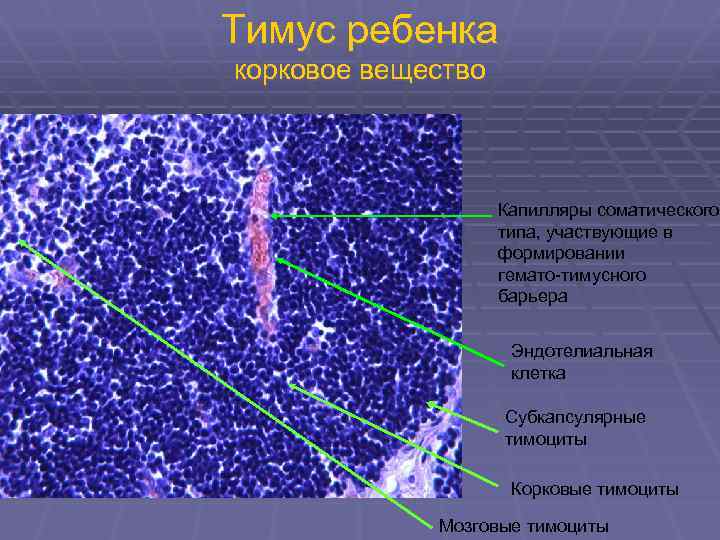 Тимус ребенка корковое вещество Капилляры соматического типа, участвующие в формировании гемато-тимусного барьера Эндотелиальная клетка